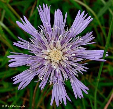 {Stokesia laevis}